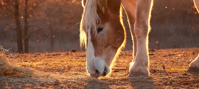 Cinq conseils pour bien nourrir son cheval !