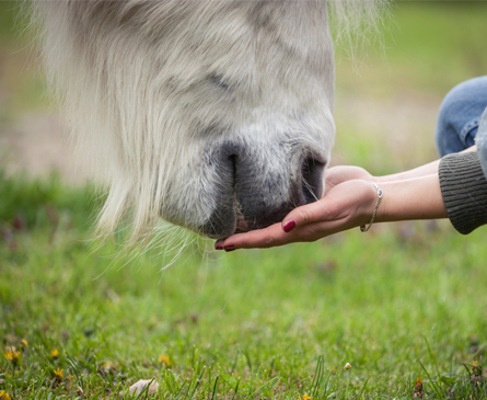 Conseils pour le choix de votre couverture pour votre cheval