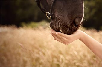 Adapter la ration de cheval atteint d'unlcère 