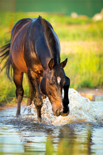 Abreuvement des chevaux : eviter les coups de chaleur, risque de coliques