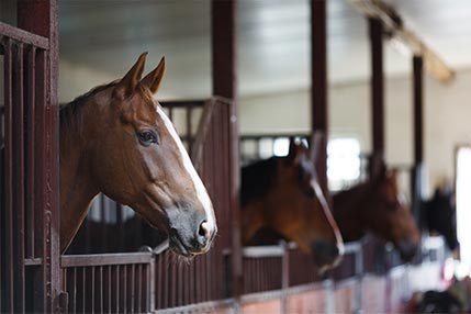 Comment améliorer le confort des chevaux au box ?