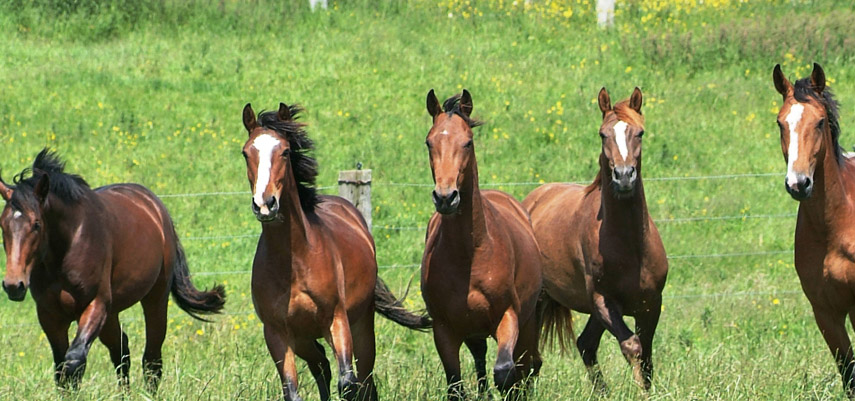  Les besoins quotidien en eau chez le cheval.  