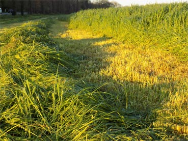 C'est quoi le foin de Crau? - Chez Vos Producteurs