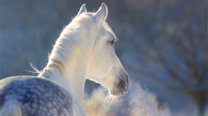 Le froid chez le cheval