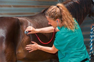 Soins pour la plaie cutanée des cheavaux