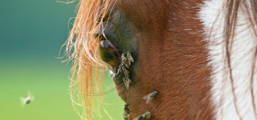 Comment lutter contre les insectes. 