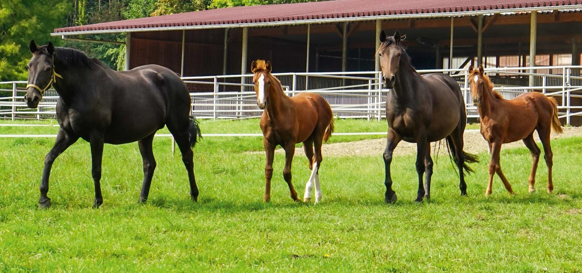 Comment préparer les pâtures de mes chevaux pour l’hiver ?