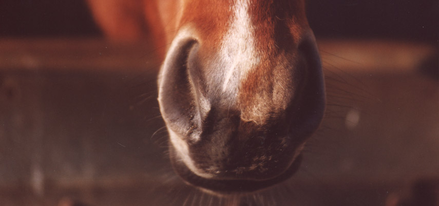 Les compléments alimentaires : pour un cheval au meilleur de sa forme !