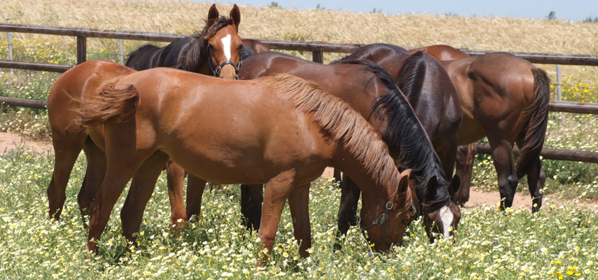 Comprendre la fourbure chez le cheval