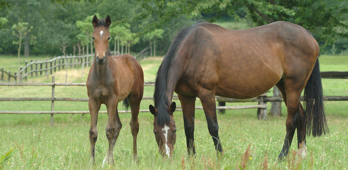 Diarrhées du poulain : à quoi sont-elles dues ? 