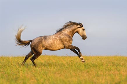 Pourquoi votre cheval maigrit ?