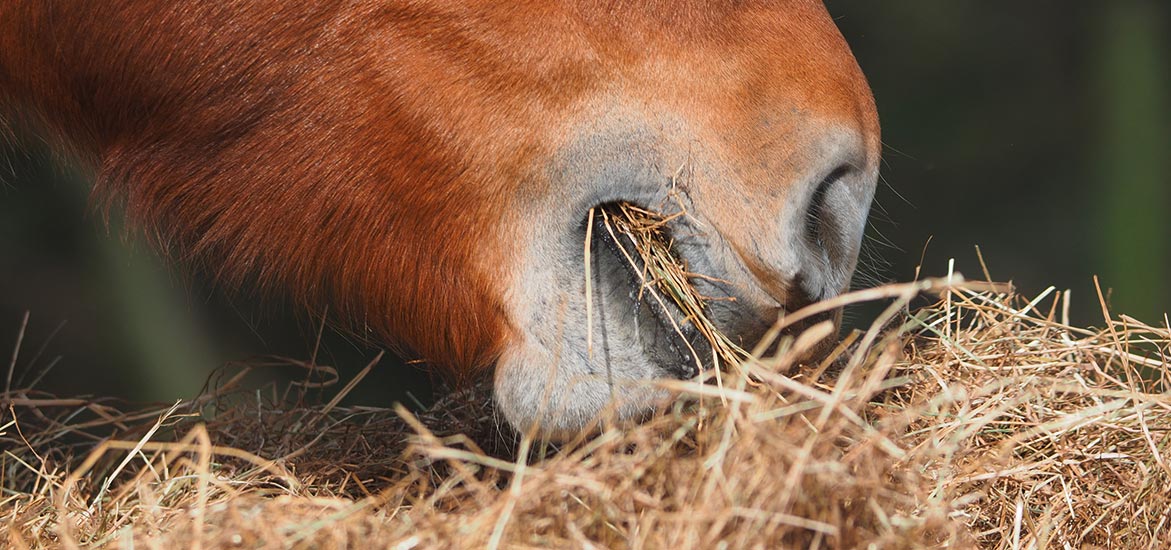 Foin VS enrubanné : Effets sur la digestion et l’exercice pour le cheval