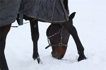 Coup de sang chez les chevaux