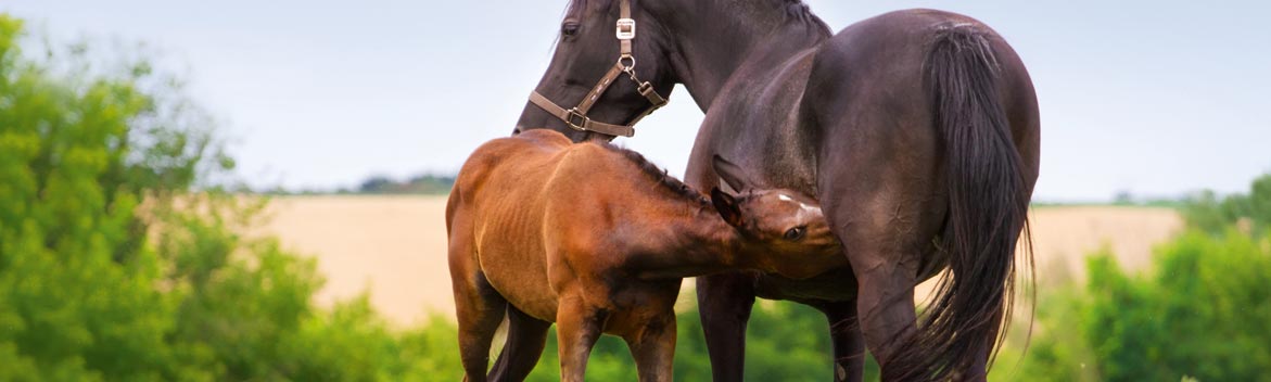 Gestion post-poulinage : la conduite du colostrum et le développement du poulain.