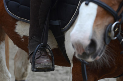 Quand consulter un ostéopathe pour le cheval