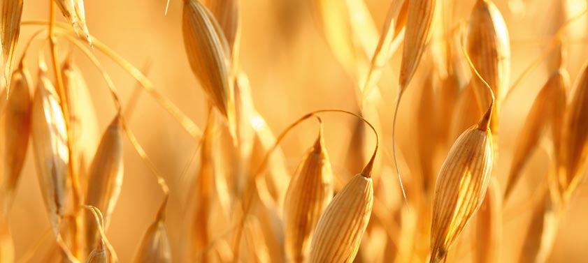 Alimentation : Qu’est-ce qu’un grain floconné ?
