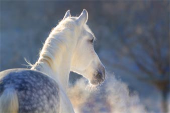 Coup de sang chez les chevaux