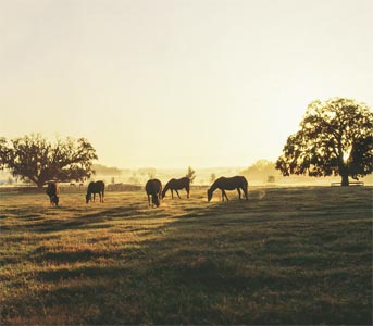 Coup de sang chez les chevaux