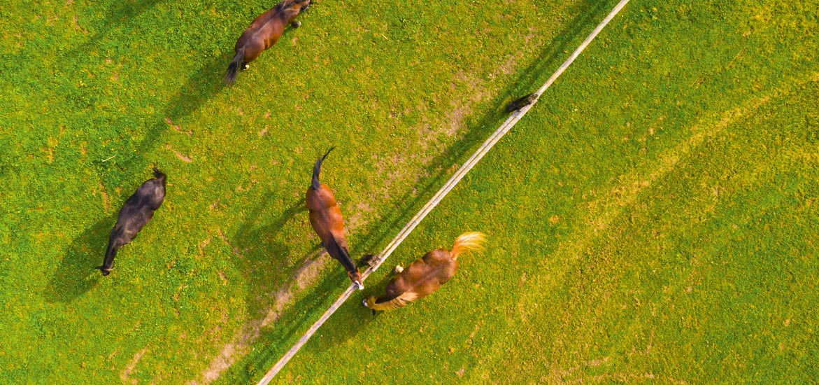 L’Herbomètre : un outil pour optimiser le pâturage des chevaux.