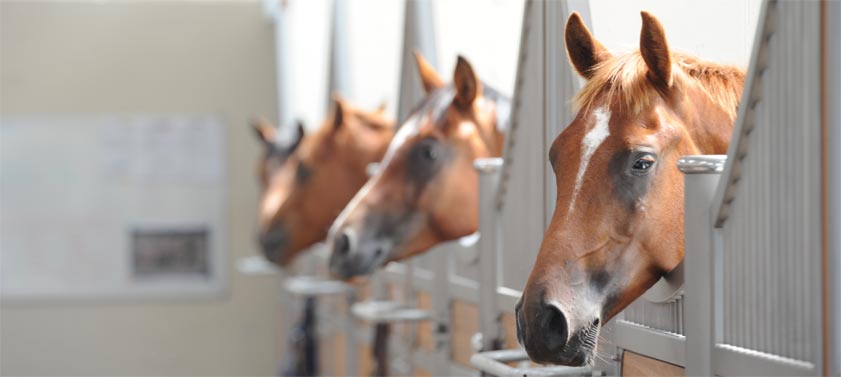 L’apport d’huile a-t-il un intérêt dans la ration des chevaux ? 