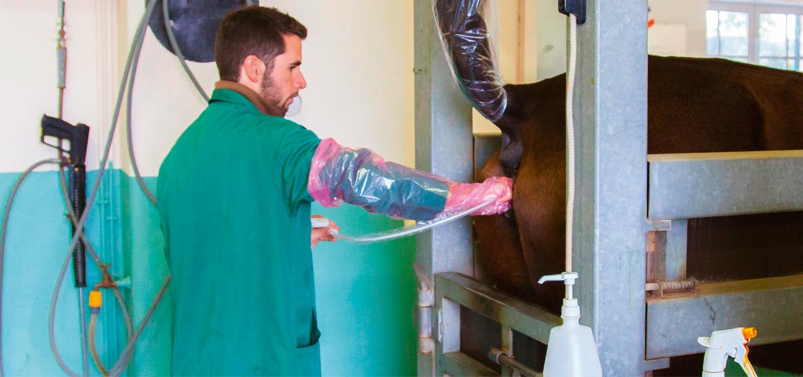 Insémination artificielle de la jument : comment ça marche ?