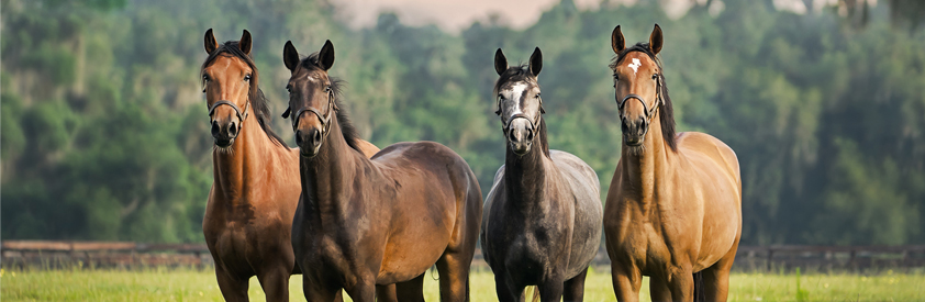 La pierre de sel : excellent complément pour chevaux