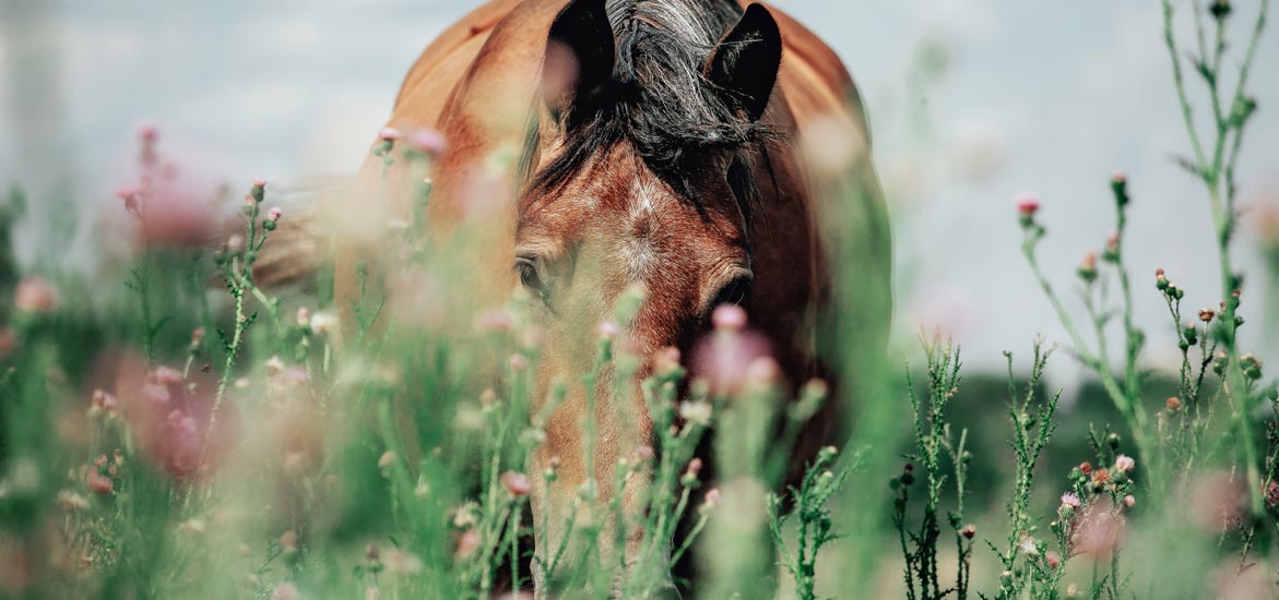 L’intérêt des plantes médicinales chez le cheval