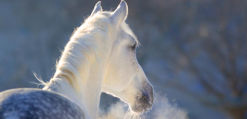 LE BRONCHOPHYT : La phytothérapie au service du système respiratoire de votre cheval.