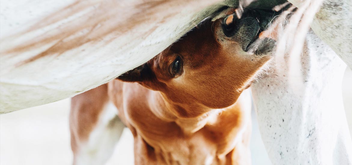 Le colostrum du poulain : pourquoi est-il si important ?