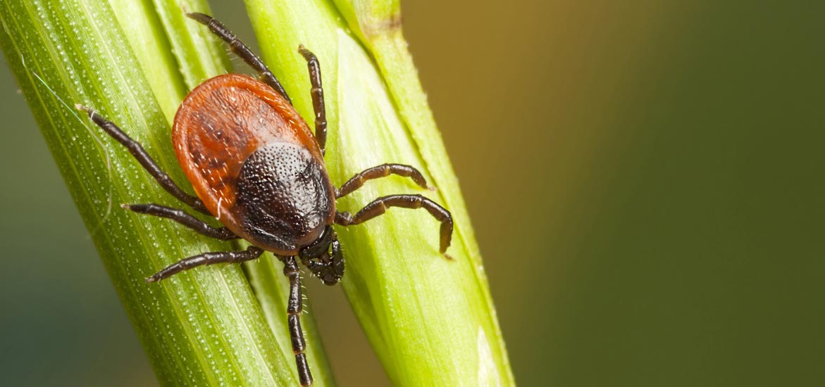 Les pathologies du pied chez le cheval