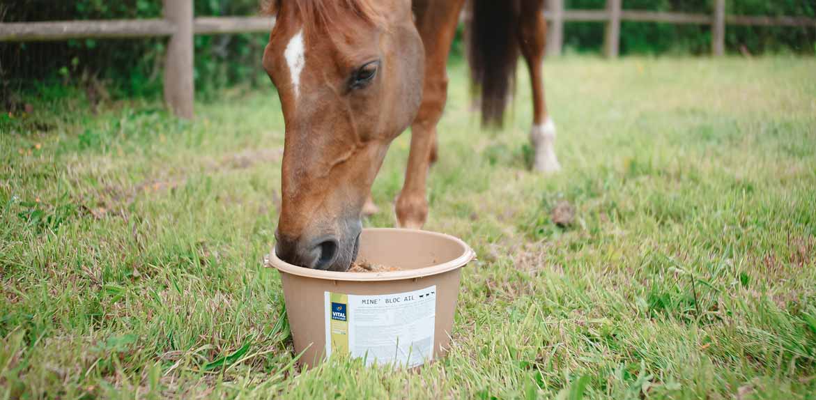 Les minéraux : pourquoi sont-ils si importants pour mon cheval ?