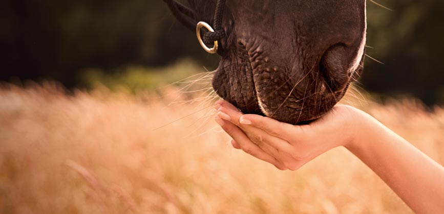 L’orge germée : Quel intérêt nutritionnel pour le cheval ?