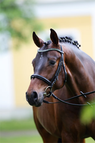 Quand consulter un ostéopathe pour le cheval