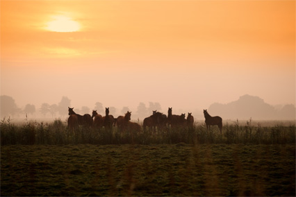 papiers administratifs chevaux