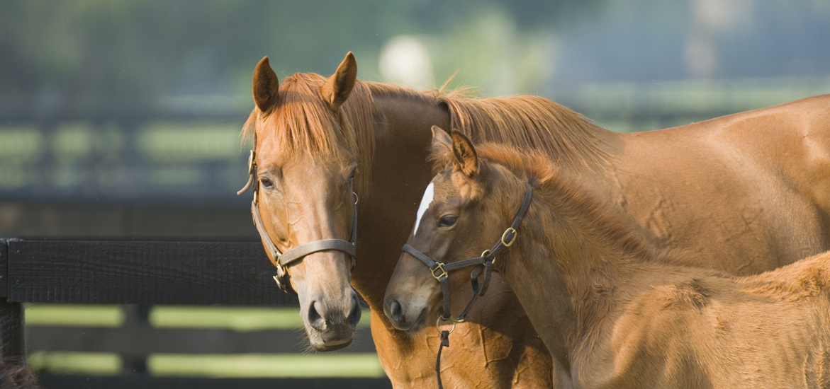 Poulain orphelin : comment réussir son adoption ?