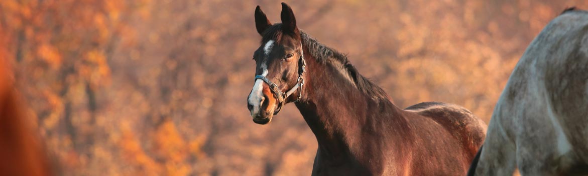 Pourquoi est-il nécessaire pour mon cheval de faire une transition douce du pâturage au box à l’entrée de l’hiver ?