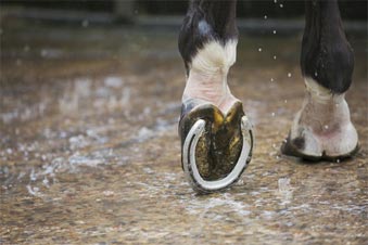 Coup de sang chez les chevaux