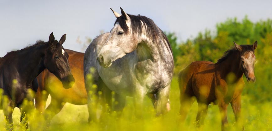 Produire un foin de qualité pour ses chevaux : quelles espèces privilégier ? 