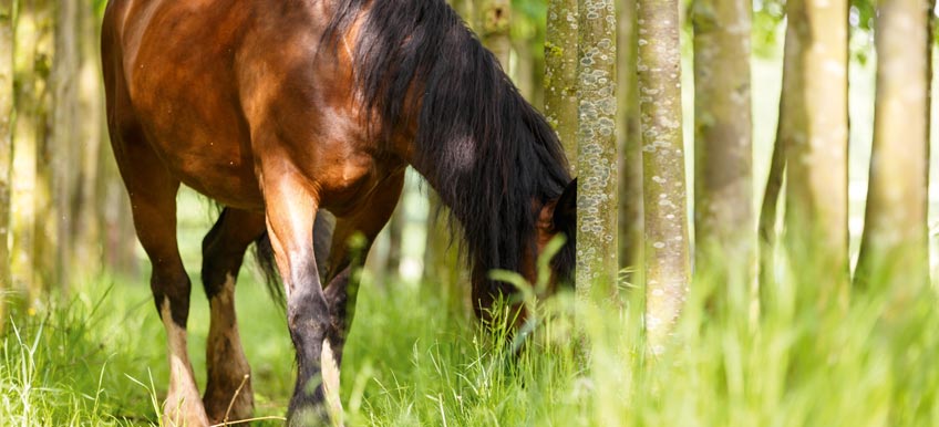 Quel est l’impact environnemental du cheval et de son utilisation ?