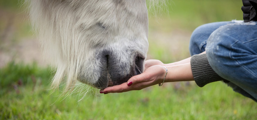 Cheval âgé : la ration idéale