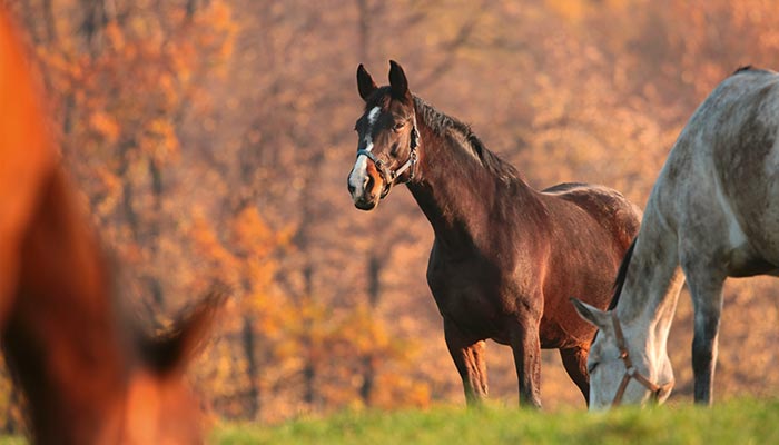 Quelle ration en cas d’ulcères gastriques chez votre cheval ? 