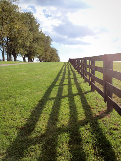 Remise à l'herbe des chevaux