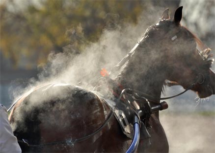 alimentation chevaux