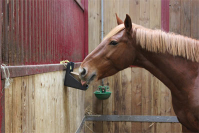 Du sel pour les chevaux