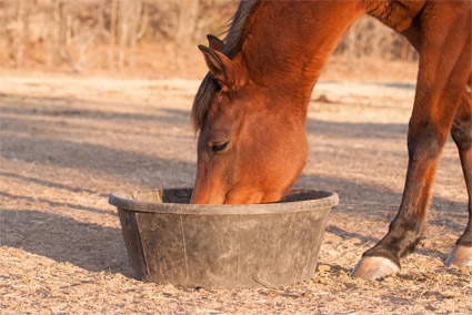Fibres contre la diarrhées chez les chevaux 