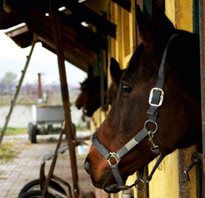 Tiques des chevaux