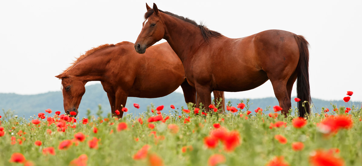 Tout savoir sur les plantes toxiques pour les chevaux