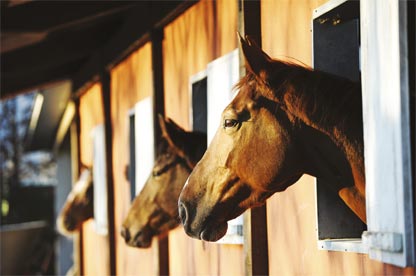 Adapter la ration de cheval atteint d'unlcère 