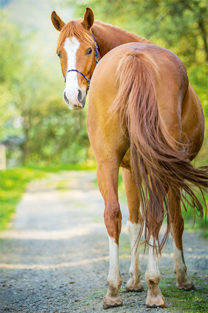 Ulcères gastriques : Est-ce le syndrome des chevaux stressés ?
