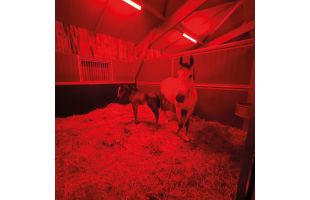 Proxiperform 60W Blanc/Rouge Connect